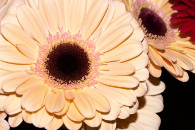 Gerbera çiçeklerine yakın çekim, yaz konsepti.