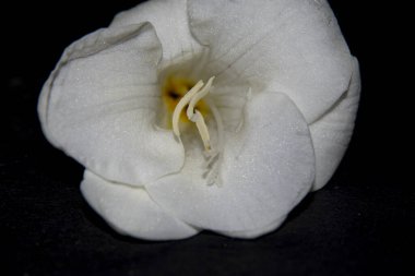 Güzel beyaz çiçek, yakın görüş, çiçek konsepti