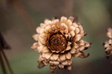 Bulanık arkaplanda güzel kuru çiçeğin yakın plan çekimi.