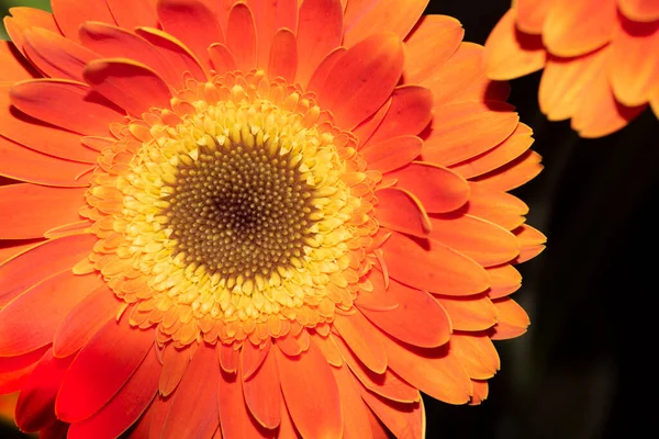 Красива Квітка Гербери Вид Крупним Планом Літня Концепція — стокове фото