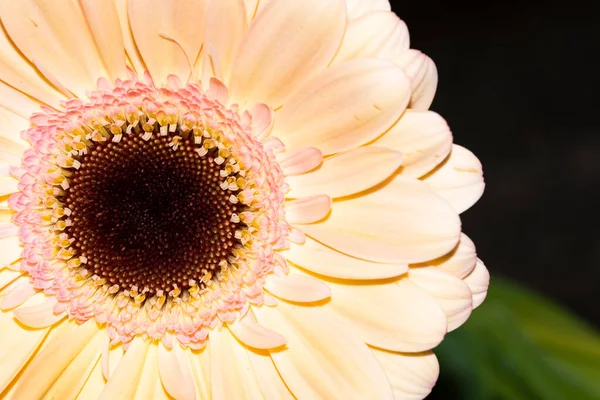 美しいガーベラの花を間近で見られる夏のコンセプト — ストック写真