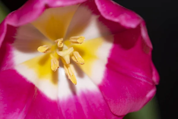 Flor Tulipa Rosa Bela Flor Primavera Conceito — Fotografia de Stock