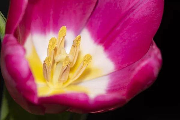 Pembe Lale Çiçeği Güzel Bahar Çiçeği Konsepti — Stok fotoğraf
