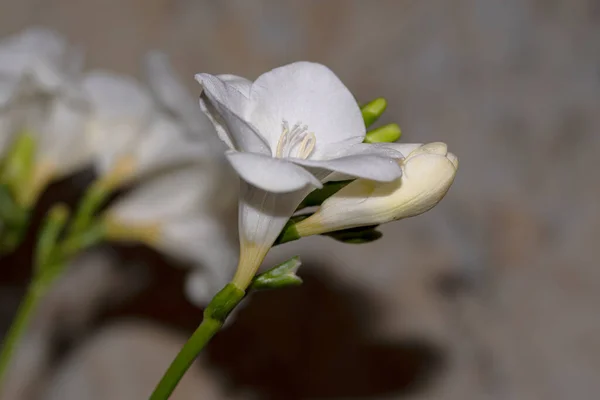 Pequenas Flores Orquídeas Brancas Conceito Floral — Fotografia de Stock