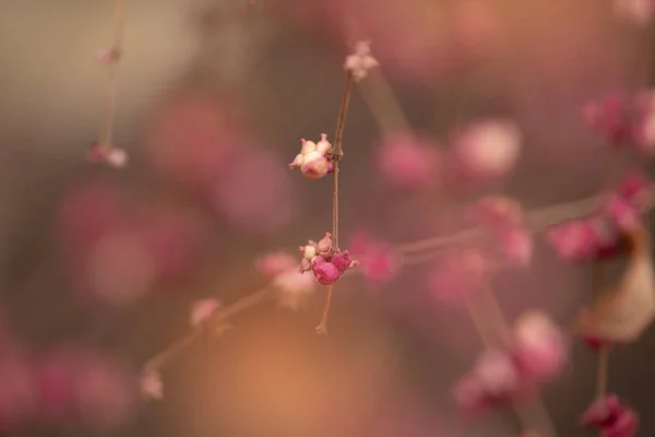Beautiful Pink Little Flowers Garden — Stock Photo, Image