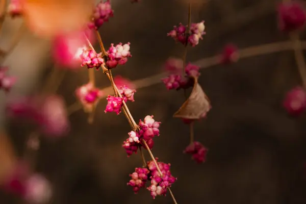 Красивые Розовые Маленькие Цветы Саду — стоковое фото