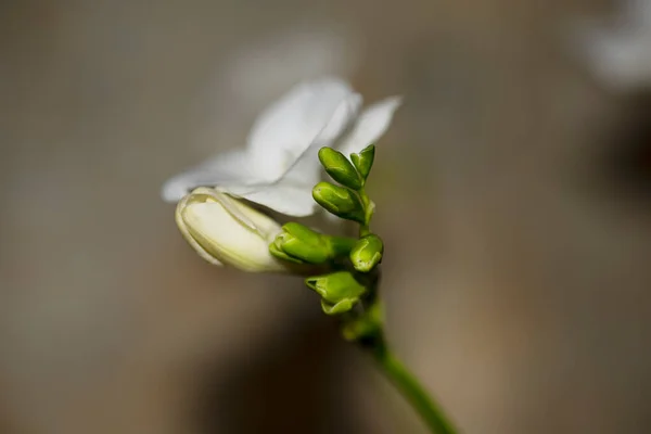 Små Vita Orkidéblommor Blommigt Koncept — Stockfoto