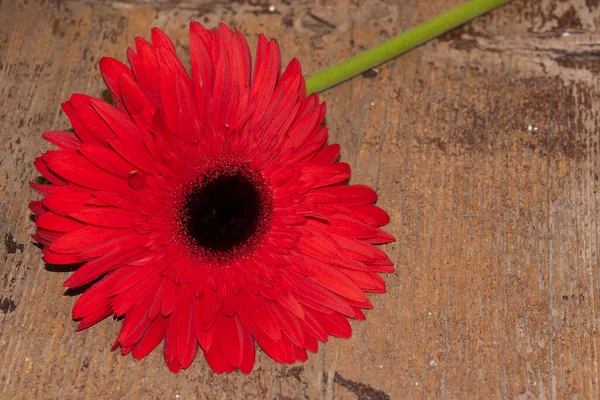 Piękny Kwiat Gerbera Widok Bliska Koncepcja Latem — Zdjęcie stockowe