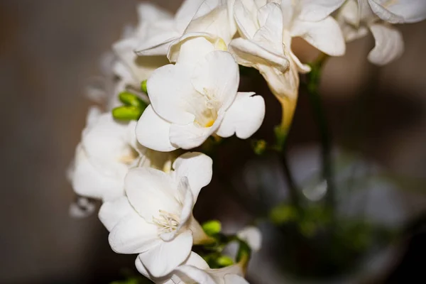 Крошечные Белые Цветы Орхидеи Цветочные Концепции — стоковое фото