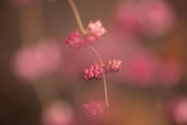 Beautiful Pink Little Flowers Garden — Stock Photo, Image