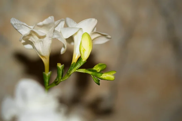 Små Vita Orkidéblommor Blommigt Koncept — Stockfoto