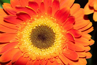 Güzel Gerbera çiçeği, yakın görüş, yaz konsepti.