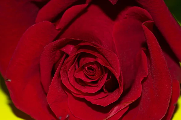 Tenra Bela Rosa Vermelha Close — Fotografia de Stock