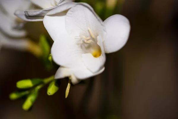 Minuscoli Fiori Bianchi Del Orchid Concetto Floreale — Foto Stock
