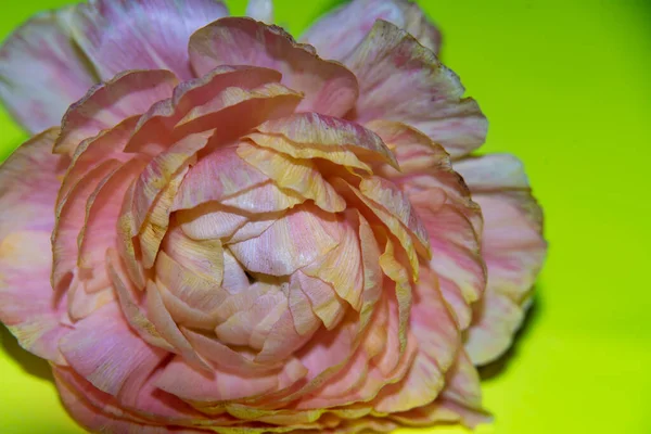 Güzel Çiçeğin Yakın Görüntüsü Yaz Konsepti — Stok fotoğraf