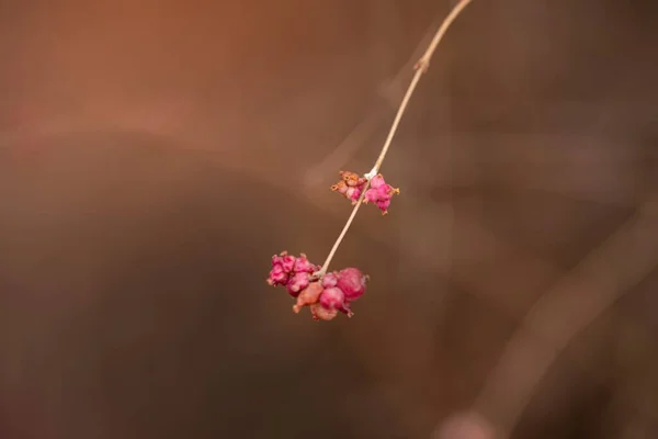 Красивые Розовые Маленькие Цветы Саду — стоковое фото