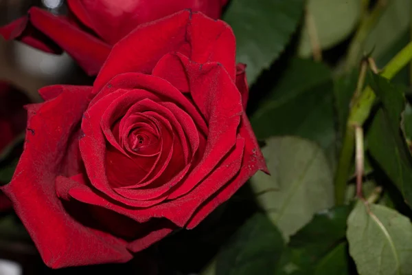 Красивые Розы Темном Фоне Крупным Планом — стоковое фото