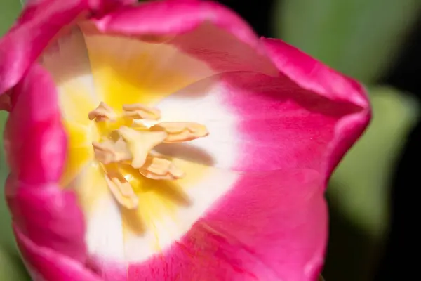Różowy Kwiat Tulipana Piękny Wiosenny Kwiat Koncepcja — Zdjęcie stockowe