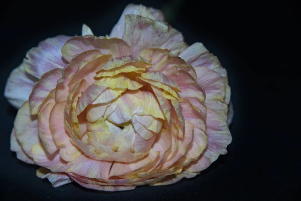 Närbild Vacker Blomma Sommar Koncept — Stockfoto