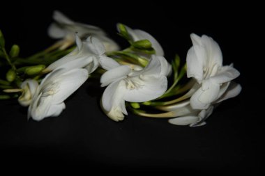 Siyah arkaplanda küçük beyaz orkide çiçeklerinin bulanık görüntüsü