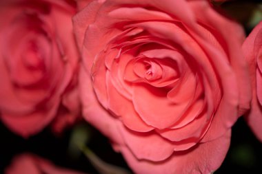 Koyu arkaplanda güzel güller, yakın plan