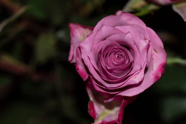 Güzel gül, yaz konsepti.