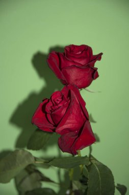 Kırmızı güller. güzel bahar çiçekleri konsepti