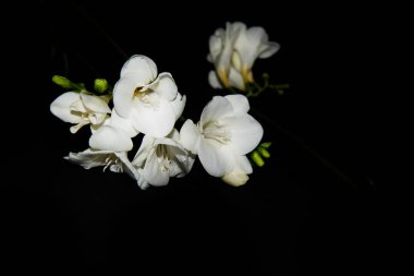 Siyah arkaplanda küçük beyaz orkide çiçekleri