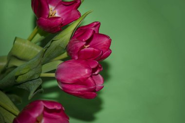 Pembe lale çiçekleri. güzel bahar çiçekleri konsepti