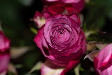 Koyu arkaplanda güzel güller, yakın plan