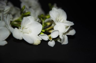 Küçük beyaz orkide çiçekleri. Çiçek konsepti