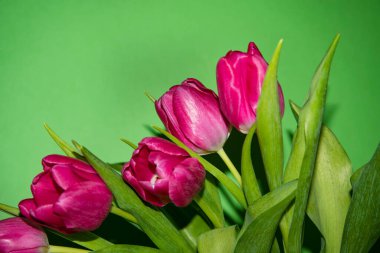 Pembe lale çiçekleri. güzel bahar çiçekleri konsepti