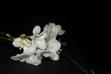 Siyah arkaplanda küçük beyaz orkide çiçekleri