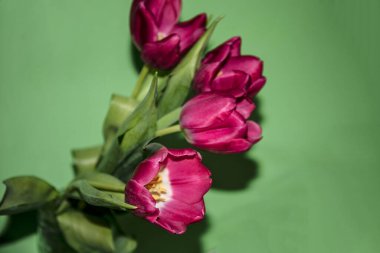 Pembe lale çiçekleri. güzel bahar çiçekleri konsepti