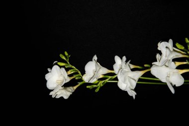 Siyah arkaplanda küçük beyaz orkide çiçekleri