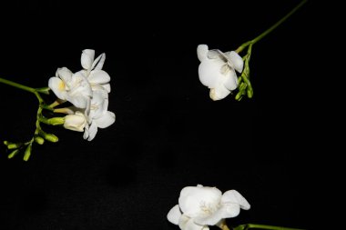 Siyah arkaplanda küçük beyaz orkide çiçekleri