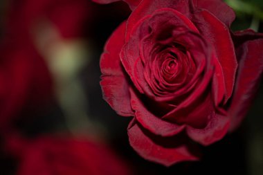 Güzel gül, yaz konsepti.