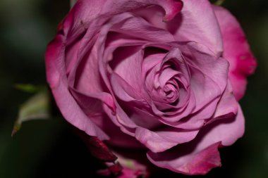 Güzel gül, yaz konsepti.