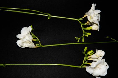 Siyah arkaplanda küçük beyaz orkide çiçekleri