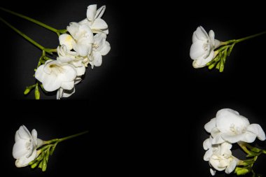 Siyah arkaplanda küçük beyaz orkide çiçekleri