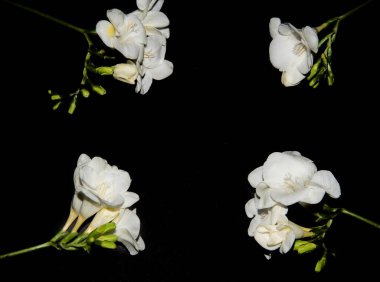 Siyah arkaplanda küçük beyaz orkide çiçekleri