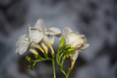 Küçük beyaz orkide çiçekleri. Çiçek konsepti