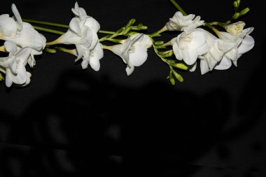 Siyah arkaplanda küçük beyaz orkide çiçekleri