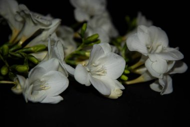 Siyah arkaplanda küçük beyaz orkide çiçekleri