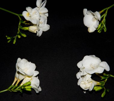 Siyah arkaplanda küçük beyaz orkide çiçekleri