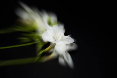 Siyah arkaplanda küçük beyaz orkide çiçeklerinin bulanık görüntüsü