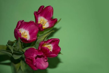 Pembe lale çiçekleri. güzel bahar çiçekleri konsepti