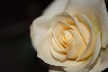 Güzel gül, yaz konsepti.