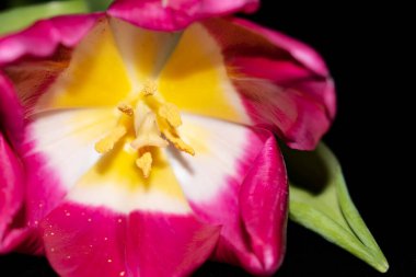 siyah arka plan üzerinde pembe lale çiçeği