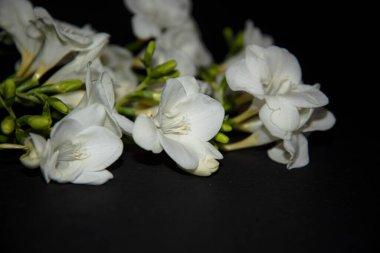 Siyah arkaplanda küçük beyaz orkide çiçekleri